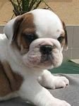 pic for British Bulldog Pup